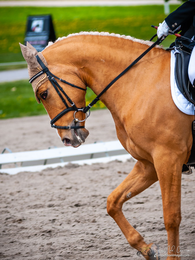 Competitor, Spring Classic Dressage, Ottawa, 2008