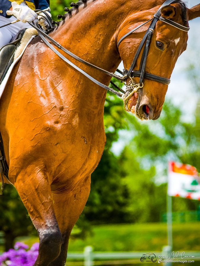 Competitor, Spring Classic Dressage, Ottawa, 2008